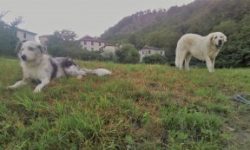 Cani da caccia vs cani da guardia e guardiania: chi ha più diritti?